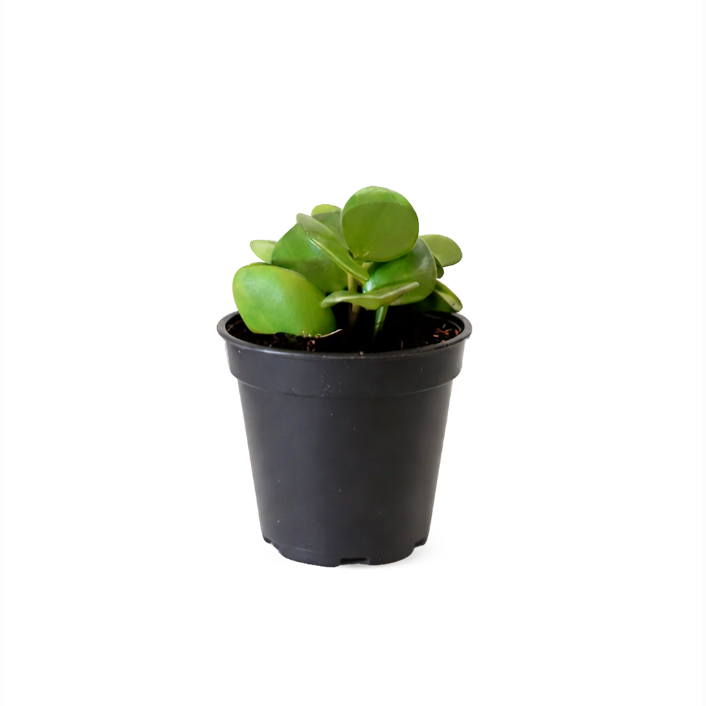  Peperomia Hope care guide, medium-light houseplant, houseplant for hanging baskets, light and watering requirement for Peperomia Hope