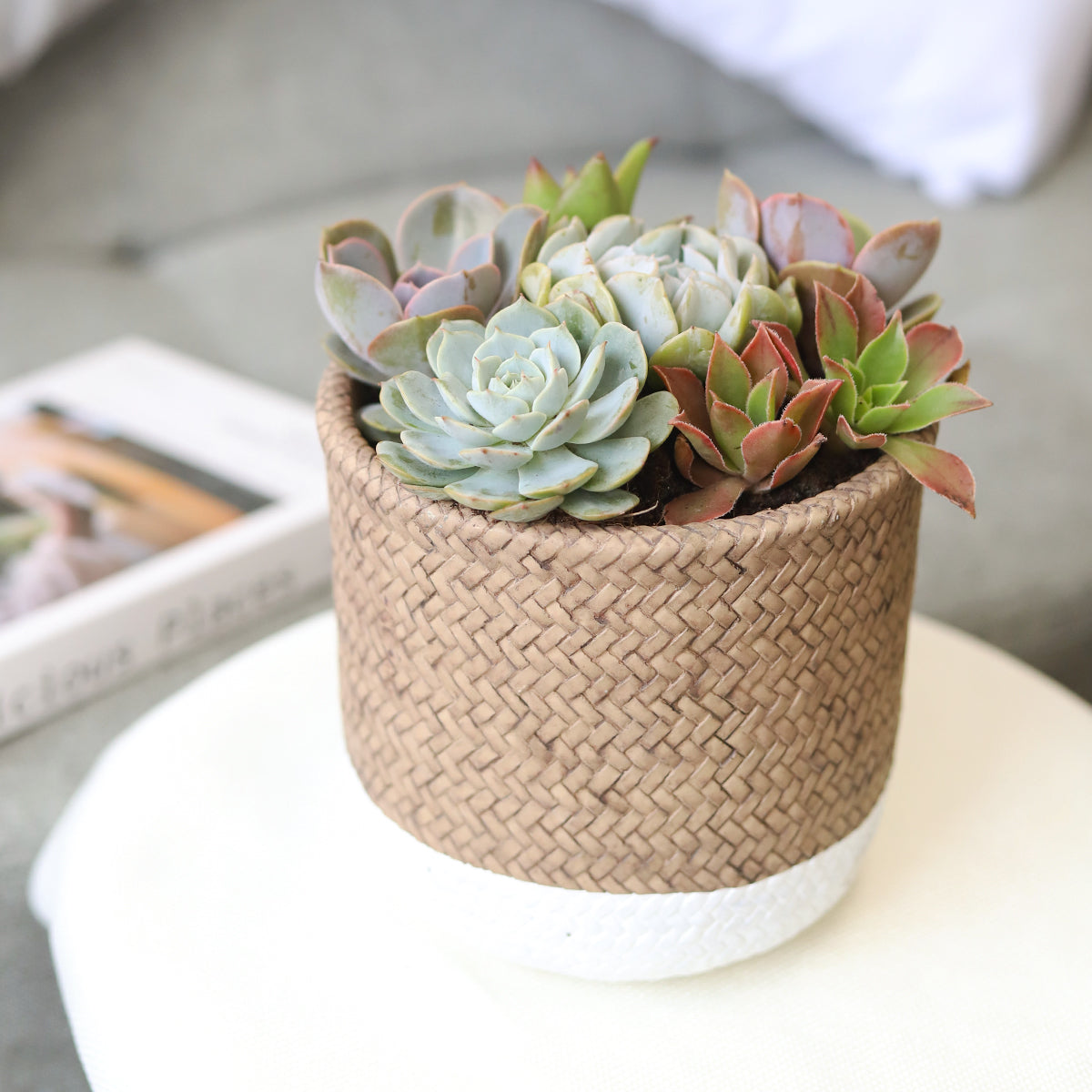 succulent in cement pot Succulent Arrangement in White & Nature Reed Cement Planter