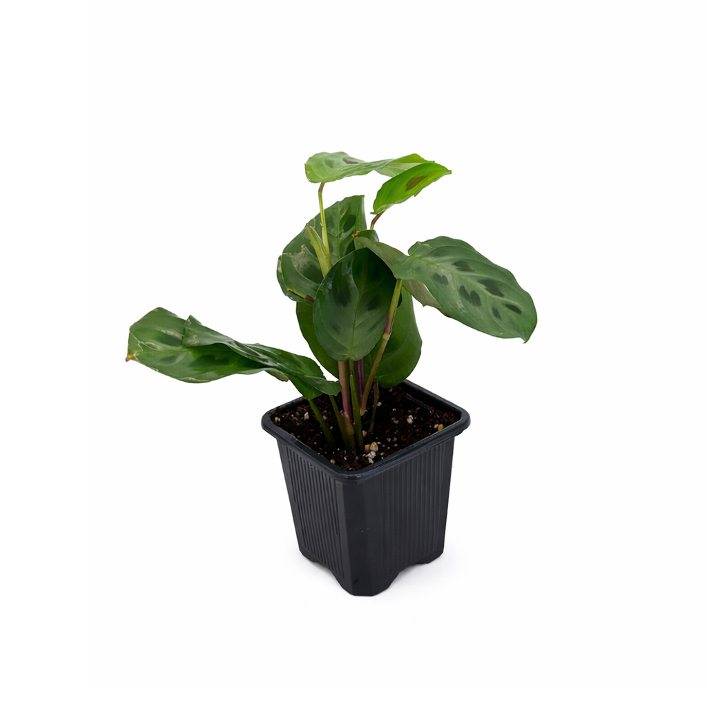 Maranta Green Prayer Plant, Rabbit Tracks for sale online, Easy to grow houseplants, Types of Colorful Foliage Plants, indoor houseplant, colorful foliage houseplant