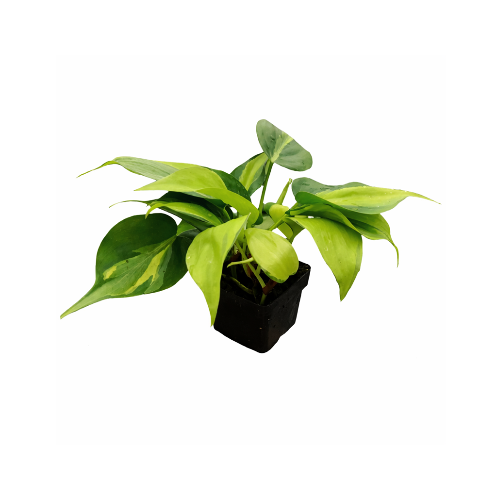 Philodendron Cordatum Brasil, philodendron cordatum heartleaf, Philodendron Cordatum Brasil for sale, best place to buy house plants online