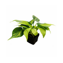 Philodendron Cordatum Brasil, philodendron cordatum heartleaf, Philodendron Cordatum Brasil for sale, best place to buy house plants online
