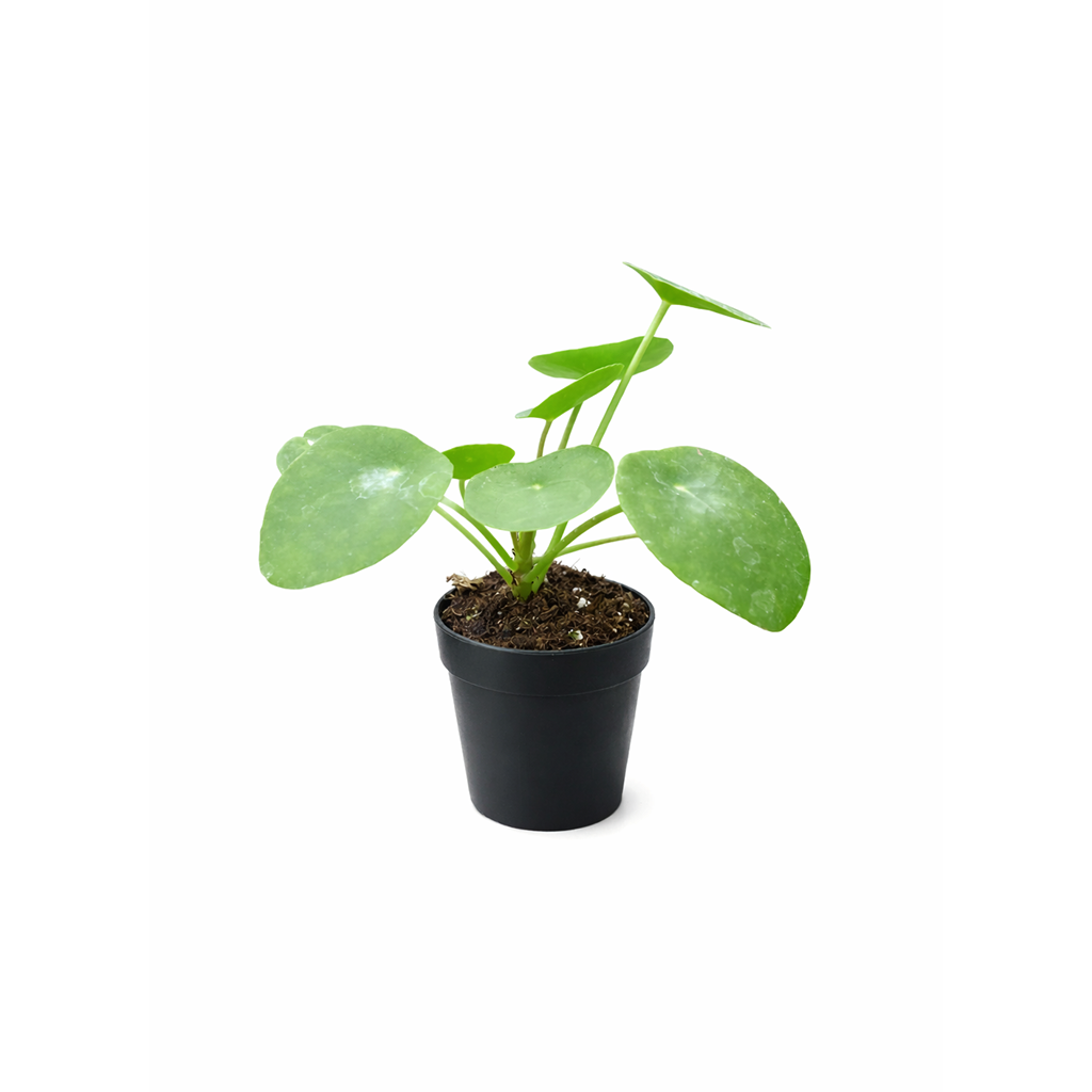 Pilea peperomioides, Chinese Money Plant, perennial herb plant, unique foliage houseplant, easy to care for plants for beginners