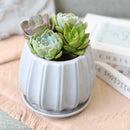 Succulent Arrangement in Ceramic Pot, rosette succulents, colorful succulents, stunning succulent arrangement for home and office decor, random succulents in ceramic pots