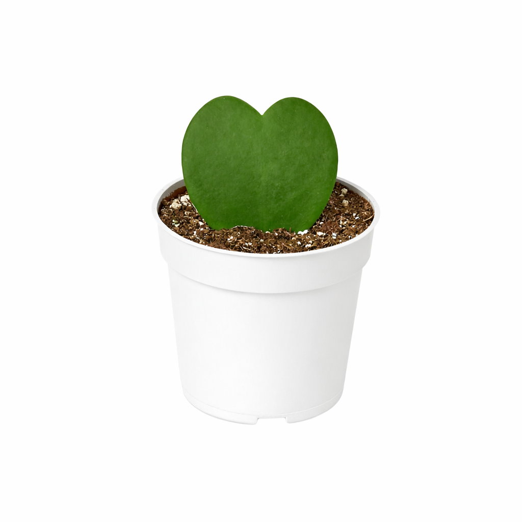 succulent plant heart shaped Rare Hoya Kerrii Heart | Valentine's Day Plants Delivery