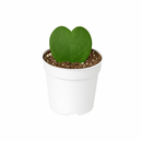 Hoya Heart care guide, Hoya Heart for sale, Hoya heart near me, Hoya Kerrii, Hoya Kerrii Heart, Sweetheart Hoya, Valentine plants, Heart-shaped plants, types of houseplants, low light houseplants, easy to grow houseplants