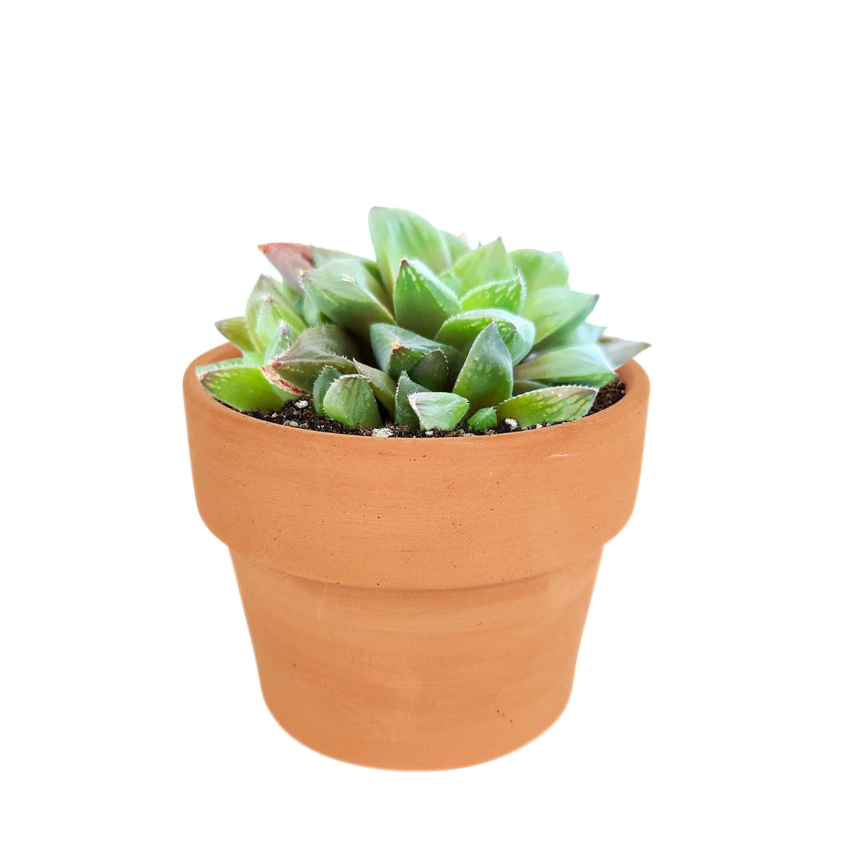 hawthorne succulent care Haworthia Cuspidata Succulent - Sharp Looks & Easy Care