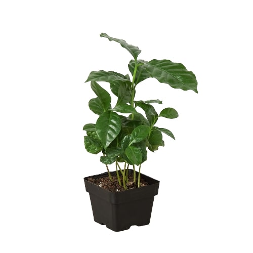 3 inch Arabica Coffee Plant, small decorative indoor plants, small indoor plants for window sill