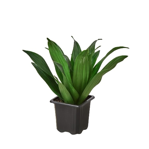 3 inch Dracaena 'Janet Craig', small indoor plants for sale, Dracaena live plants for sale