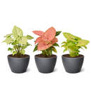 Syngonium variety pack, Arrowhead plant bundle, live Syngonium podophyllum, pink arrowhead plant, easy care houseplants, 3-pack indoor plants, variegated Syngonium