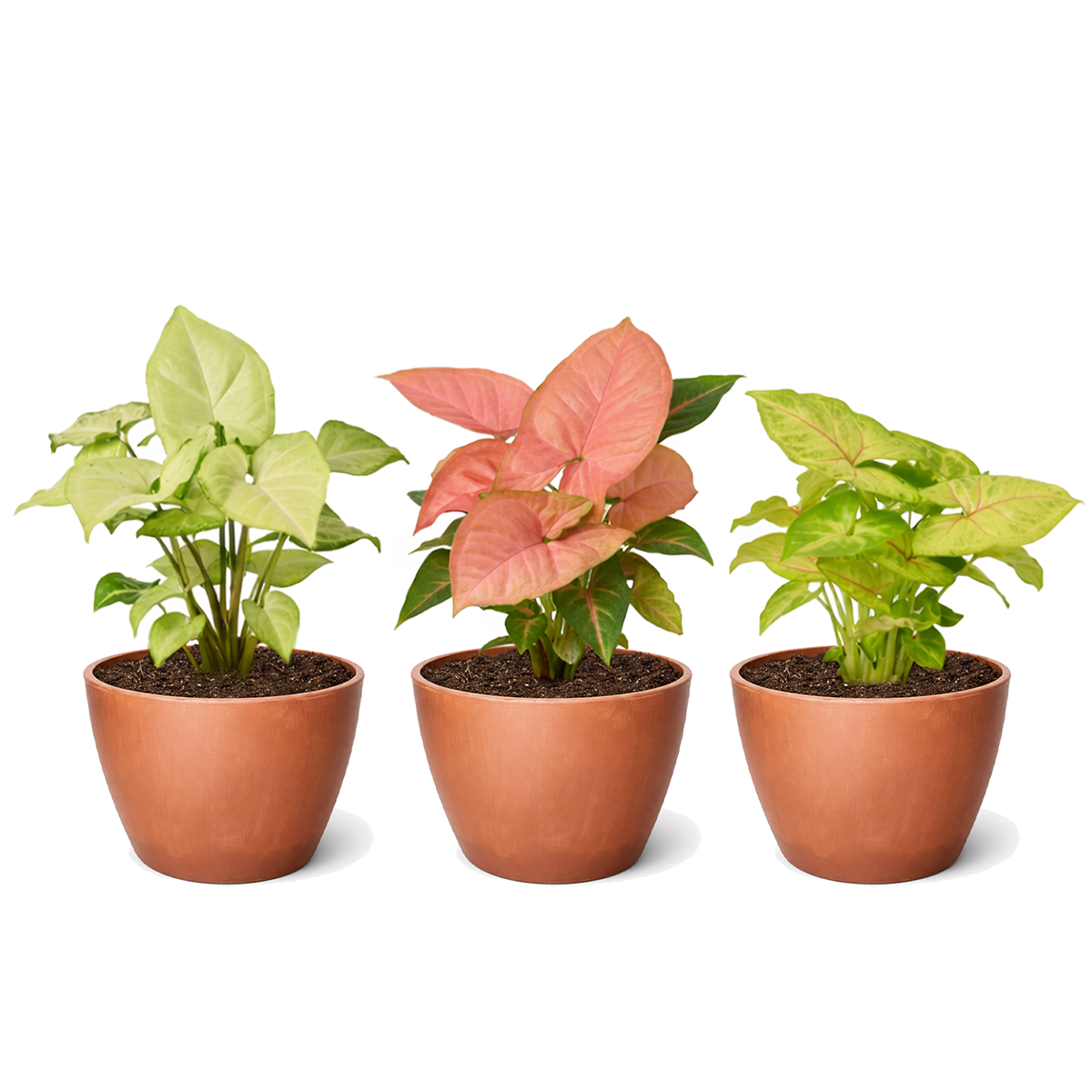 Syngonium variety pack, Arrowhead plant bundle, live Syngonium podophyllum, pink arrowhead plant, easy care houseplants, 3-pack indoor plants, variegated Syngonium