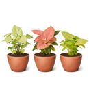 Syngonium variety pack, Arrowhead plant bundle, live Syngonium podophyllum, pink arrowhead plant, easy care houseplants, 3-pack indoor plants, variegated Syngonium