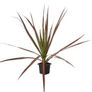 4" pot dracaena 'colorama' live houseplant for sale, deep green leaves with vivid reddish-pink edges, slender upright stem, striking variegated tropical foliage, drought-tolerant easy-care indoor plant, bold floor plant for modern interiors, thoughtful gift for home decorators