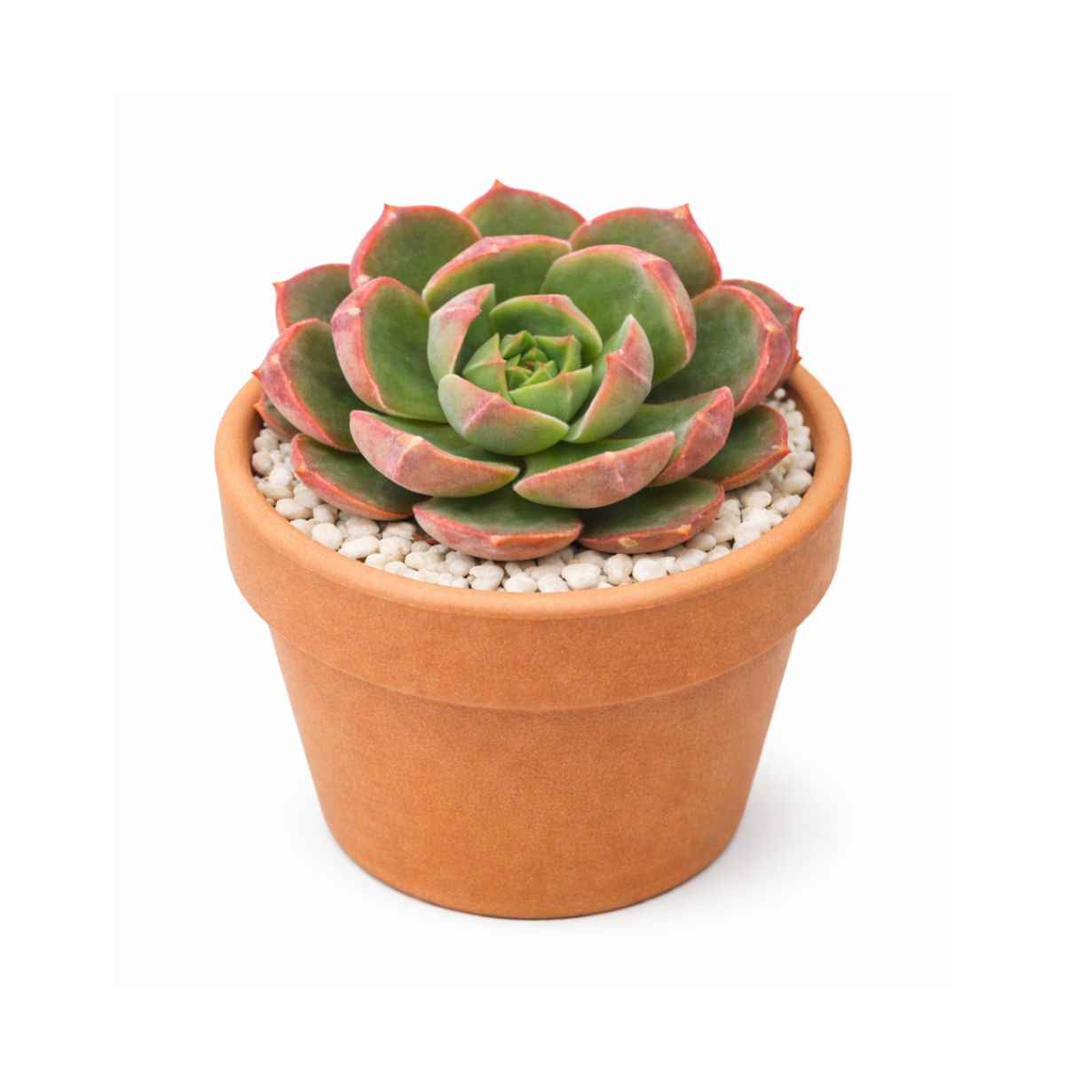 2 inch Echeveria Joan Daniel, green succulents, indoor succulents, succulent care guide, buy succulents online