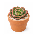 2 inch Echeveria Joan Daniel, green succulents, indoor succulents, succulent care guide, buy succulents online