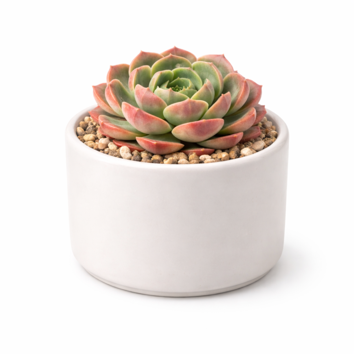 2 inch Echeveria Joan Daniel, green succulents, indoor succulents, succulent care guide, buy succulents online