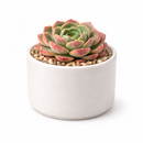 2 inch Echeveria Joan Daniel, green succulents, indoor succulents, succulent care guide, buy succulents online