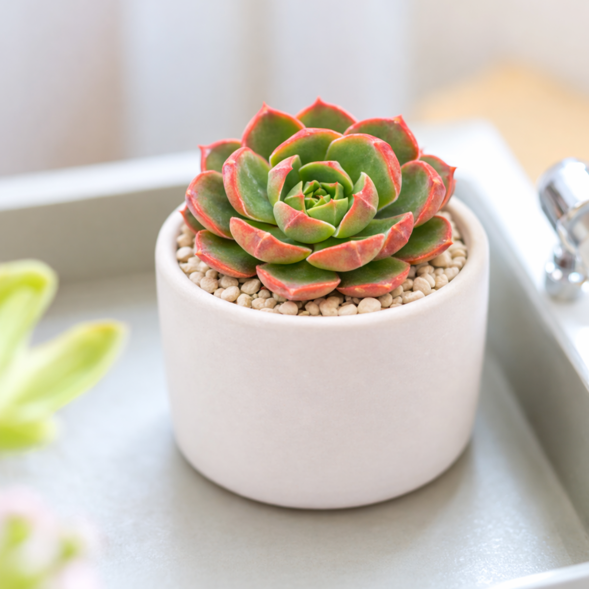 2 inch Echeveria Joan Daniel, green succulents, indoor succulents, succulent care guide, buy succulents online