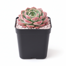 2 inch Echeveria Joan Daniel, green succulents, indoor succulents, succulent care guide, buy succulents online