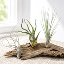 Large Tillandsia variety pack Juncea Butzii Bulbosa, Architectural air plants for modern home decor, Unique tall air plant assortment for indoor displays, Low maintenance sculptural plants for office desks