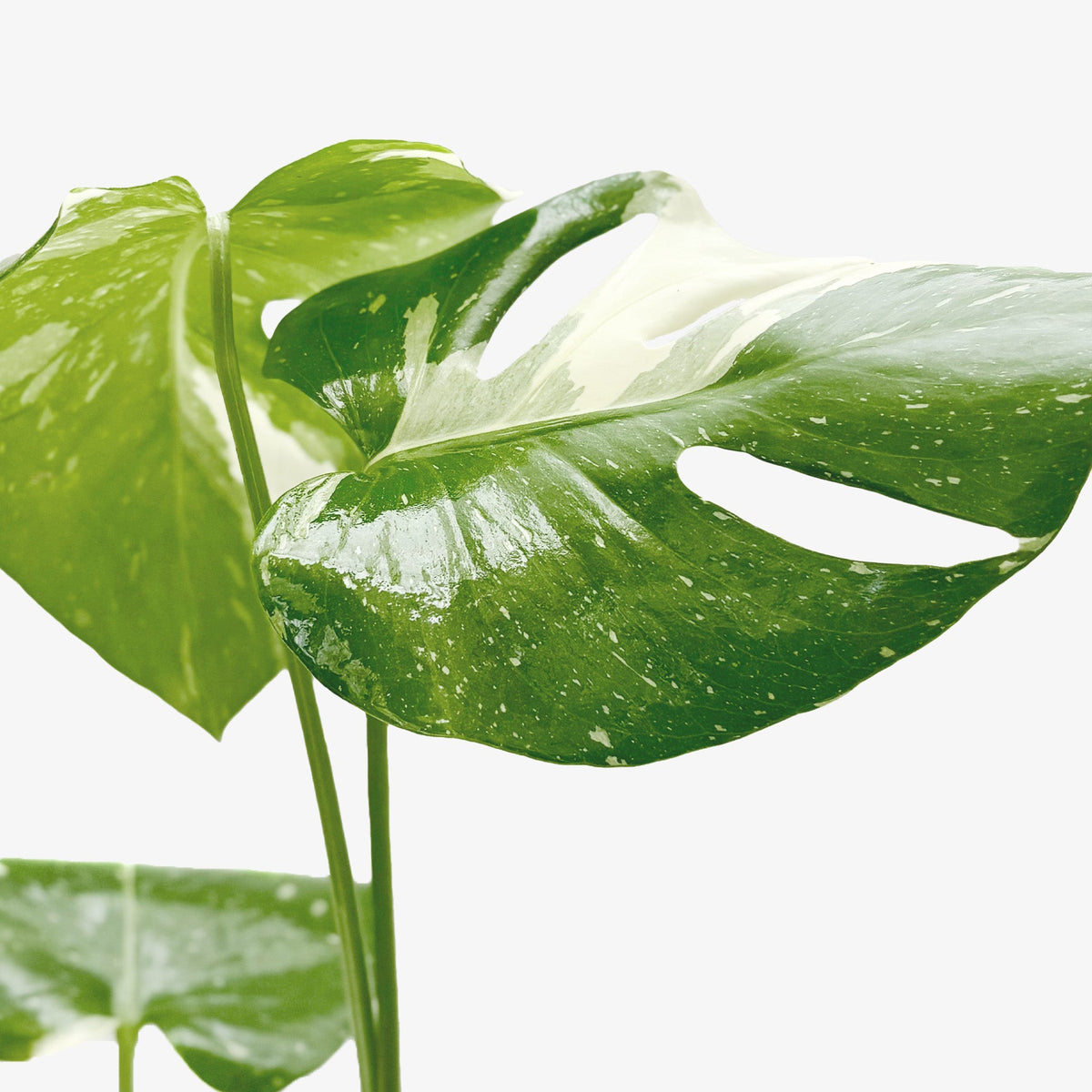 monstera live plant for sale Monstera Thai Constellation