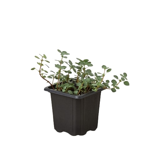 Pet-friendly plant, Decorative indoor plant, safe for pets plants, buy live plants online
