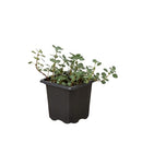 Pet-friendly plant, Decorative indoor plant, safe for pets plants, buy live plants online