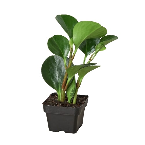 Peperomia Thailand Radiator Plant Live 3 inch plastic pot for sale, Best Houseplants for beginners