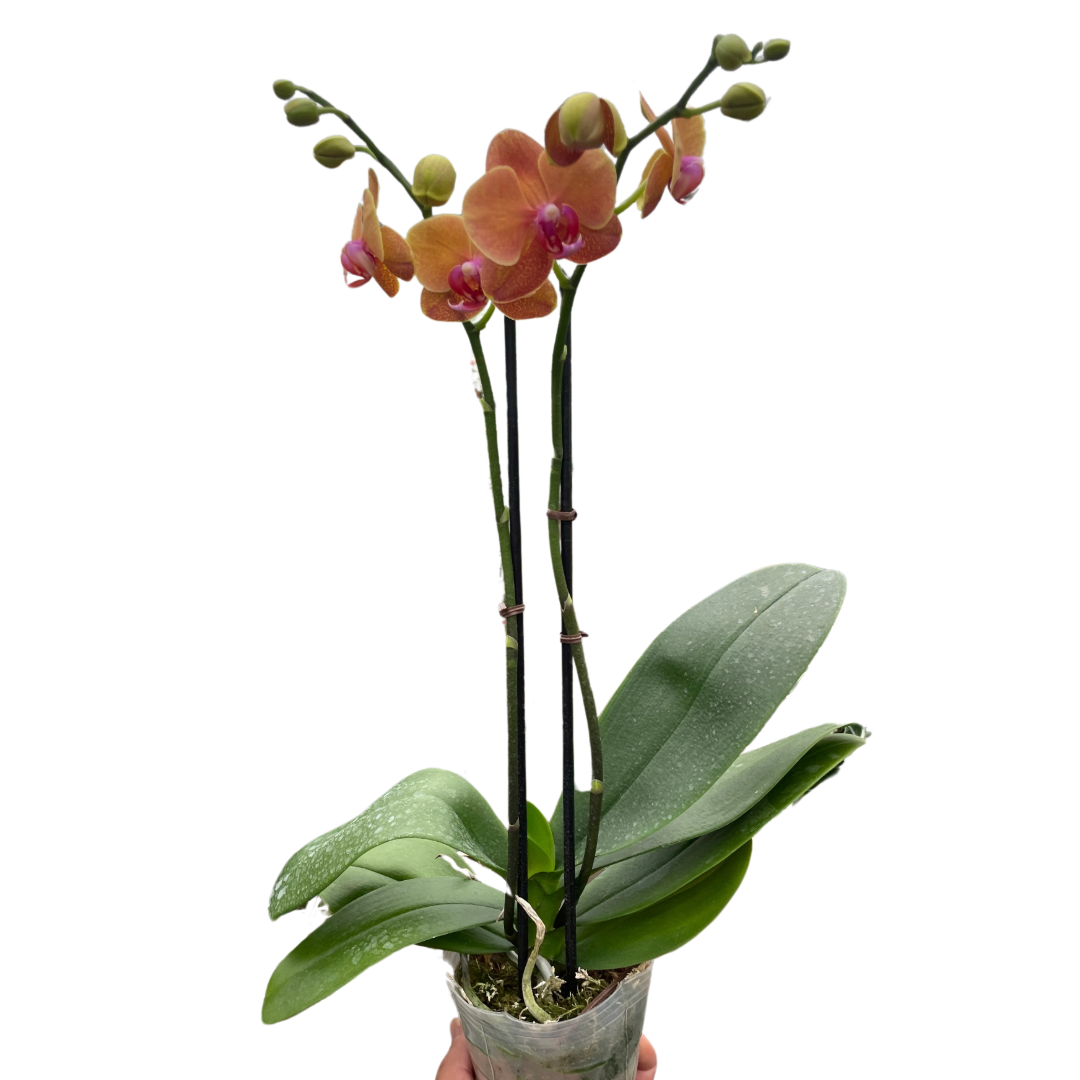 buy orchid 'orange phalaenopsis' live houseplant 3" pot online, vivid coppery-orange blooms on arching spikes, glossy thick green leaves, compact monopodial upright grower, long-lasting flowers up to several months, low-maintenance care, elegant accent for a bright living room windowsill, a stunning and thoughtful gift for orchid lovers