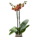 5" pot orchid 'orange phalaenopsis' live houseplant for sale, bold orange waxy butterfly-shaped flowers, flat broad glossy foliage in a fan arrangement, upright architectural growth habit, blooms multiple spikes on double spike option, humidity-loving and pet-friendly, sophisticated statement piece for modern home or office decor, a memorable gift for houseplant enthusiasts