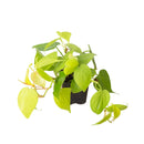 Low-light tolerant tropical plants for apartments, Buy Philodendron Neon online, Decorative foliage plants with neon-green leaves
