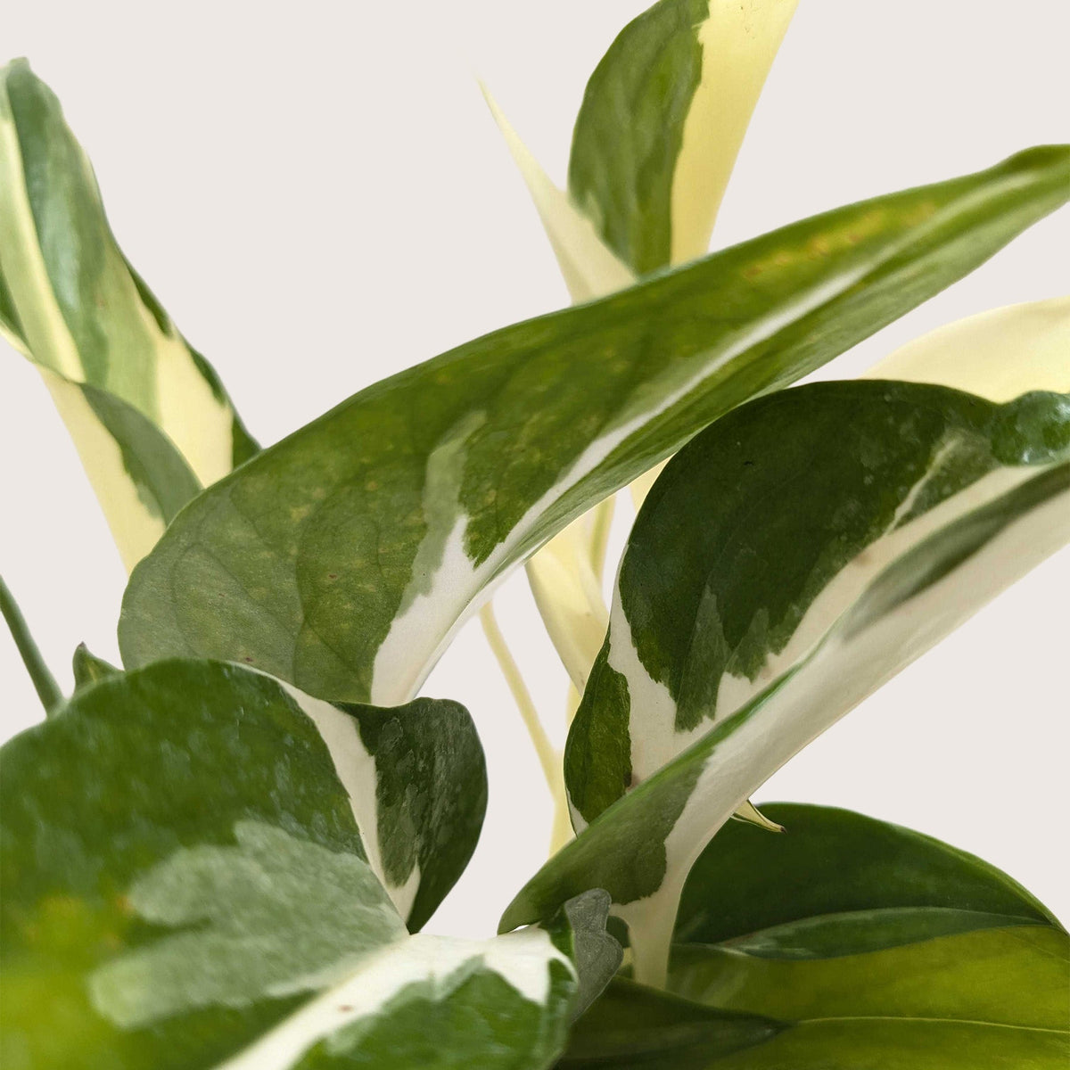 Pothos ‘Mutant Manjula’ live plant for sale, Pothos Manjula live plant with white and green variegation, Epipremnum aureum Manjula variegated indoor vine plant