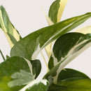 Pothos ‘Mutant Manjula’ live plant for sale, Pothos Manjula live plant with white and green variegation, Epipremnum aureum Manjula variegated indoor vine plant