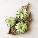Large Tillandsia Xerographica 3 pack, Queen of air plants for home decor, Silver rosette air plants for centerpieces, Xerographica air plants for wedding decor