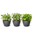 Random Pothos Variety 3-Pack (4" Pots) for sale online, Live Air-Purifying Plants for Growing at Home, Assorted Trailing Houseplant Set for Gift Ideas