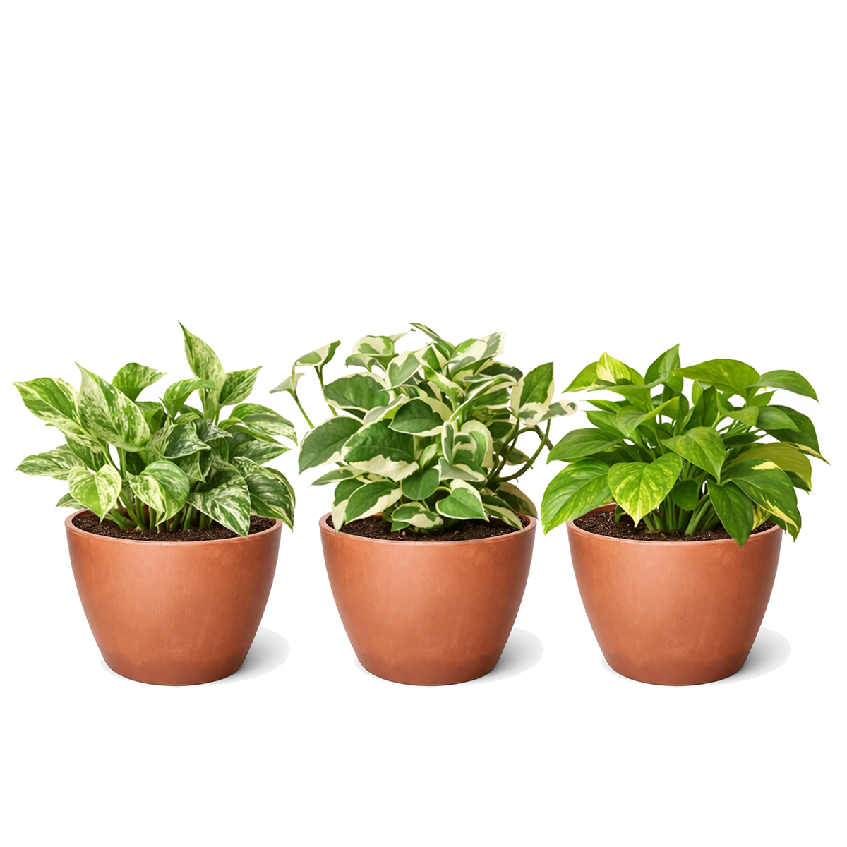 Random Pothos Variety 3-Pack (4" Pots) for sale online, Live Air-Purifying Plants for Growing at Home, Assorted Trailing Houseplant Set for Gift Ideas