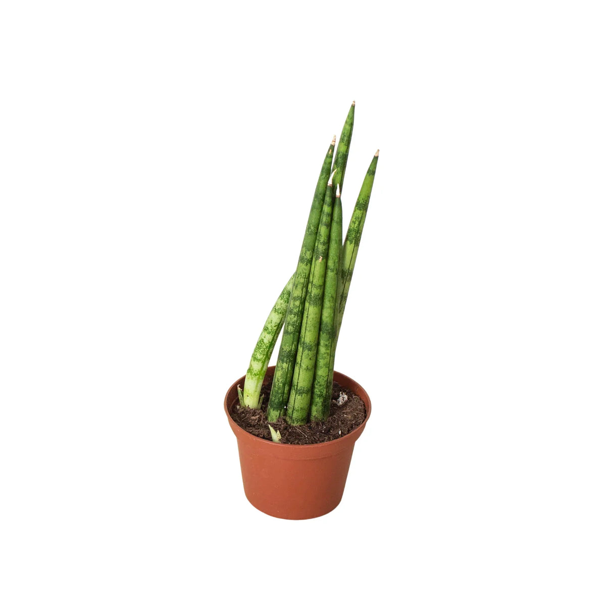 6" pot snake plant cylindrica live houseplant for sale, tall cylindrical spear leaves with grey green banding, starburst fan growth pattern, drought tolerant evergreen succulent, filters formaldehyde and indoor toxins, statement floor plant for minimalist spaces, an impressive gift for home decorators
