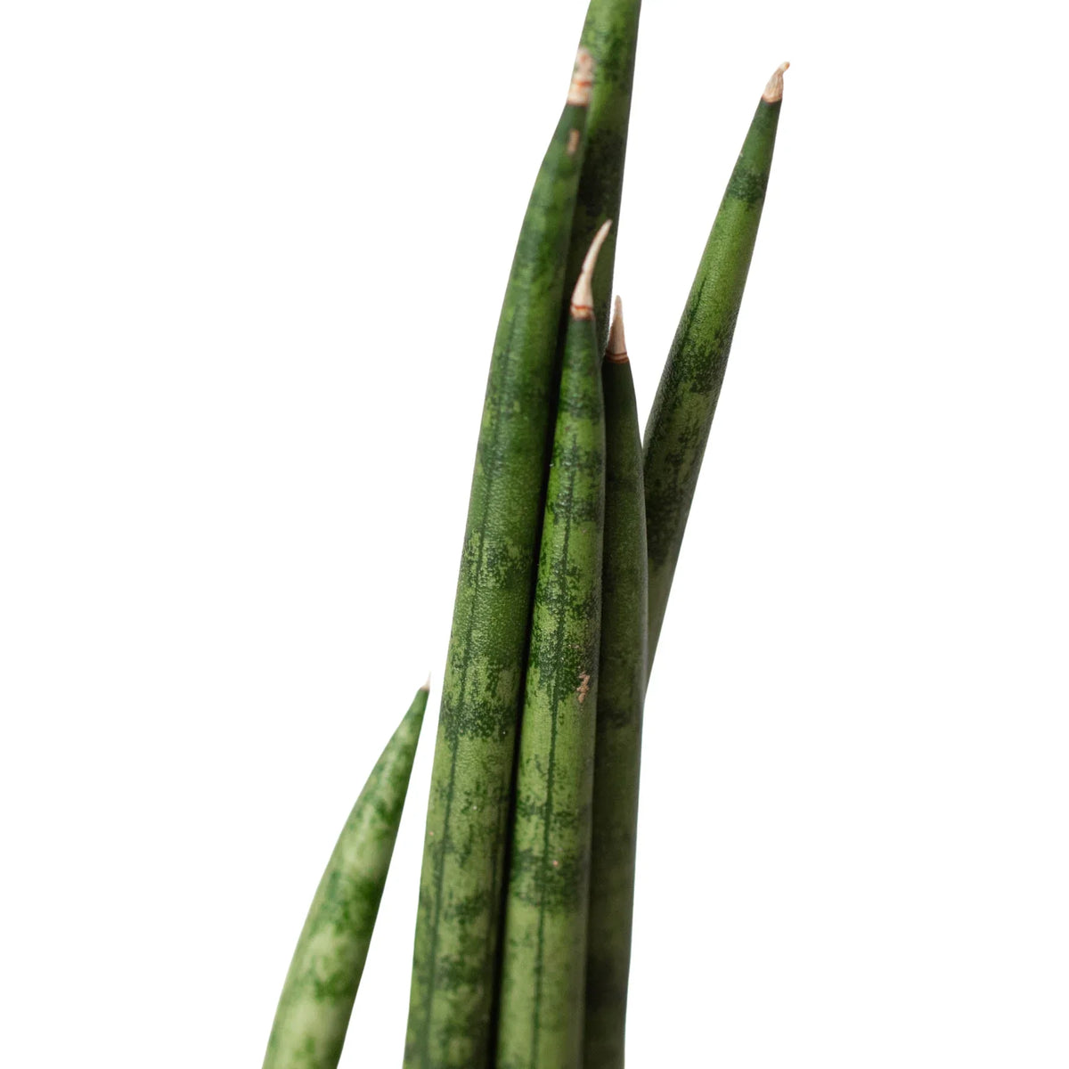 4" pot snake plant cylindrica live houseplant for sale, stiff cylindrical dark green striped foliage, slow growing upright form, air purifying indoor succulent, thrives in low light, bold minimalist home decor statement, ideal housewarming gift