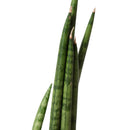 3" pot snake plant cylindrica live houseplant for sale, smooth firm tube leaves with grey green variegation, compact upright clumping form, survives weeks without water, natural indoor air purifier with cam photosynthesis, versatile decor piece for shelves or windowsills, a beginner friendly gift that lasts for years