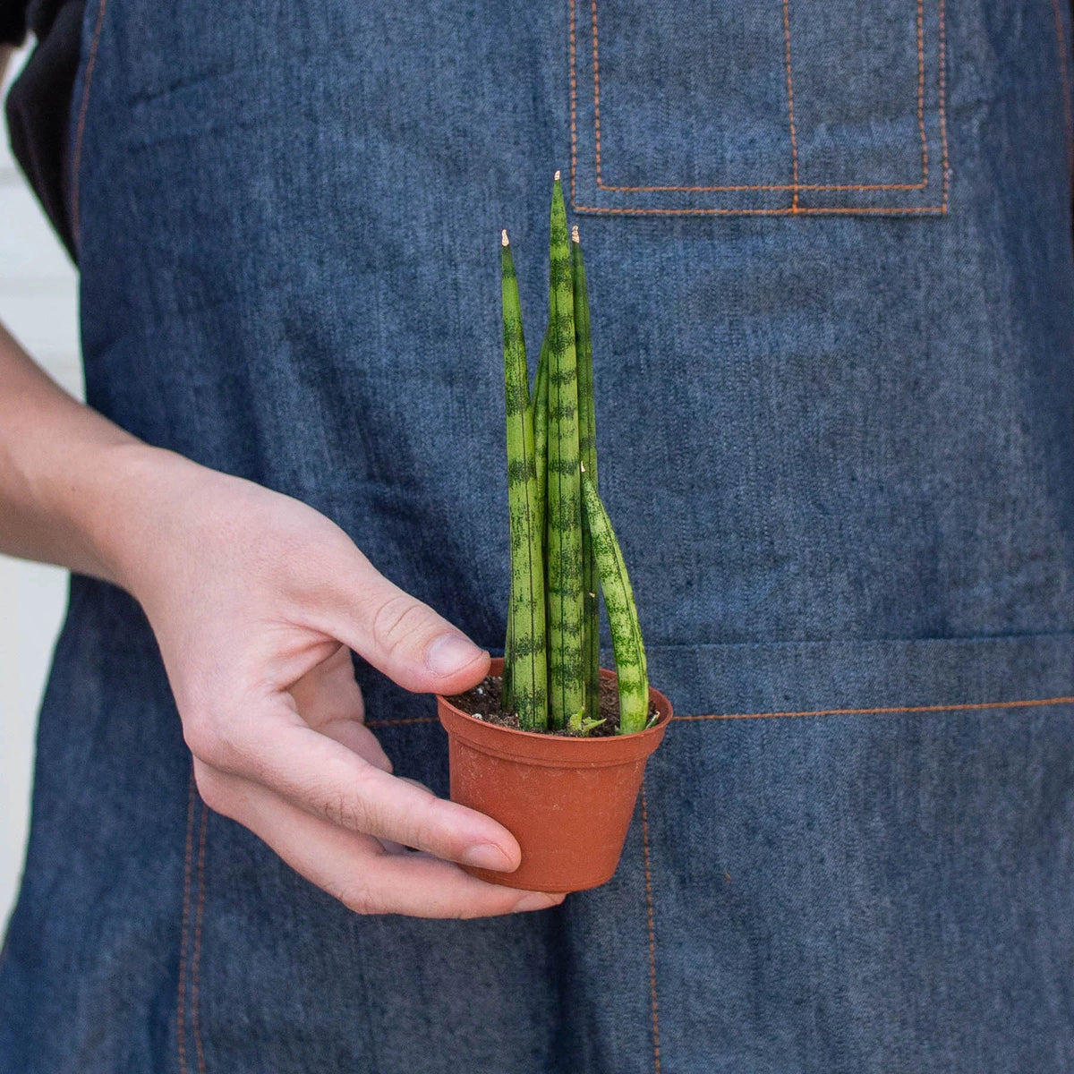 4" pot snake plant cylindrica live houseplant for sale, deep green cylindrical leaves with faint horizontal striping, slow steady architectural grower, highly pest resistant succulent, tolerates low humidity and dry heated air, clean sculptural decor for apartments or studios, a thoughtful long lasting gift