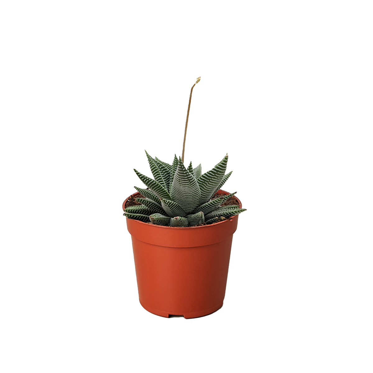 easy care succulent, low light indoor plant, beginner houseplant, drought tolerant plant, pet-safe houseplant