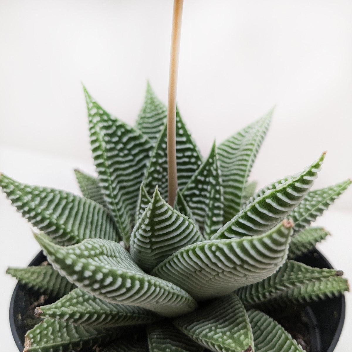 4 inch Haworthia, succulent in decorative pot, small houseplant