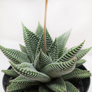 4 inch Haworthia, succulent in decorative pot, small houseplant