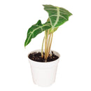Alocasia Polly, Tropical Houseplants, Indoor Houseplants, Easy Care Houseplants, How to Care for Alocasia Polly, Elephant Ear Plants, best online nursery for perennials
