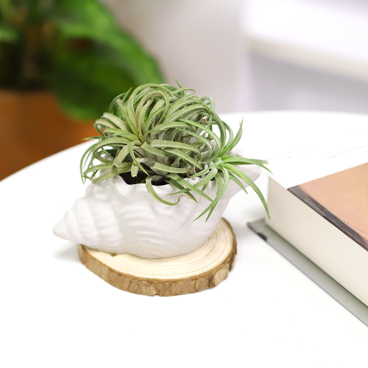 cement air plant holder, seashell air plant holder, Mini Air Plant Holder for sale, buy Cement Seashell Mini Air Plant Holder online, Mini Air Plant display ideas, air plant holder, mini air plant holder for sale