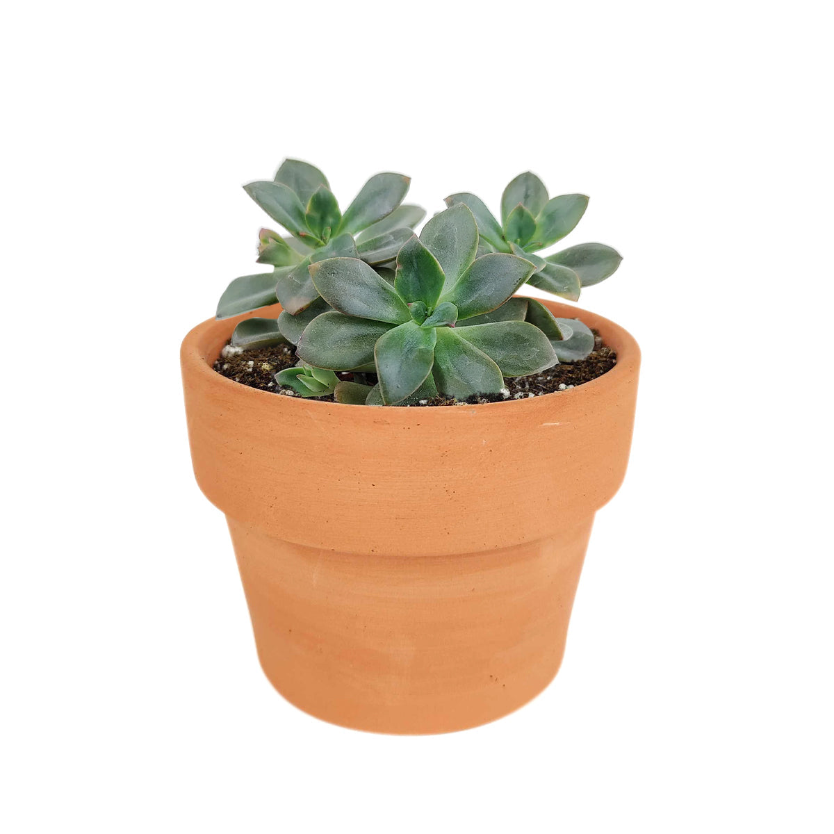 real succulents near me Echeveria Chroma Colorful Succulent For Sale with Care Guide 2 inch / Plastic Pot by Succulents Box