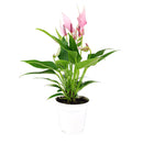 Anthurium Lilli Pink, Anthurium Flowers, Flowering Houseplants, Colorful Flowering Houseplants, Indoor Houseplants, Air Purifying Houseplant, Best Plants for Beginners, How to Care for Anthurium Plant, Anthurium Plant Care Guide