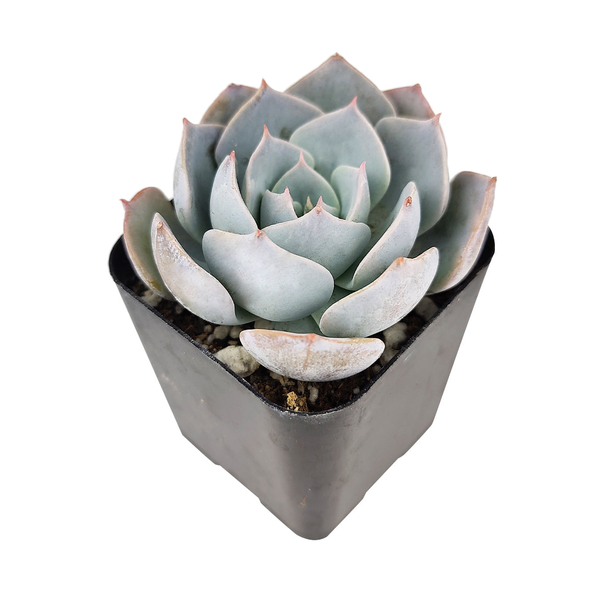 succulent thesaurus Echeveria Simulans f/ Rayones - Succulent Plant - Succulent Care Guide