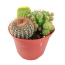 Cactus Garden Arrangement, Cacti, Random Cactus in Pot, Unique Cactus Arrangment, 3 kinds of cactus in pot for sale, cactus for sale