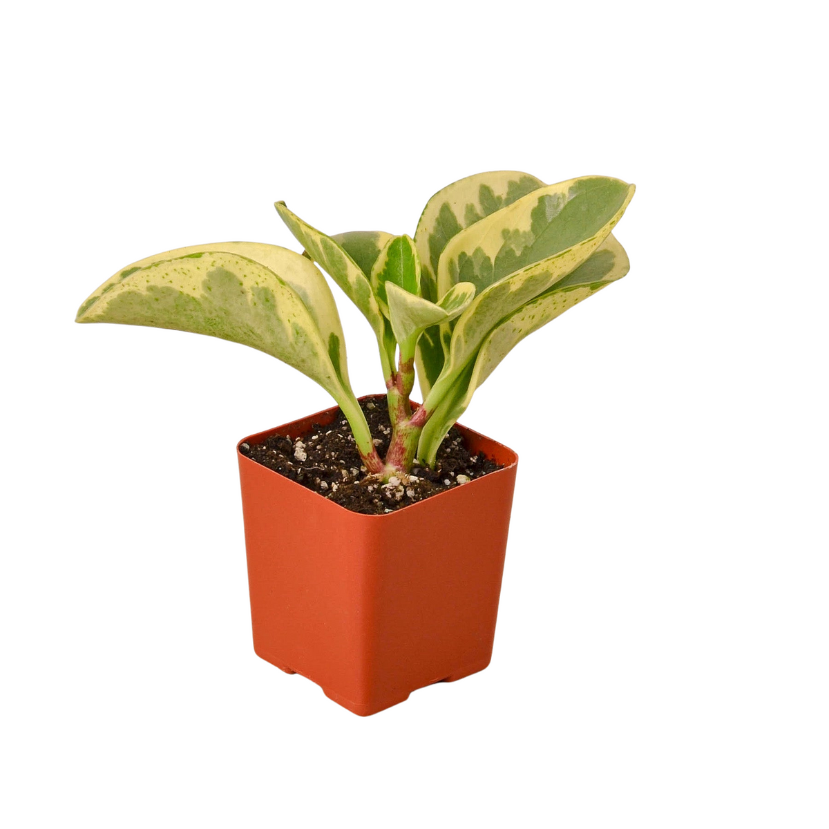 buy 3" tropical plant variety bundle live houseplant 3" pot online, mixed tropical foliage in small nursery pots, glossy and matte leaf finishes, indirect light growers, humidity tolerant plants, lovely grouped together on a windowsill, great starter gift set