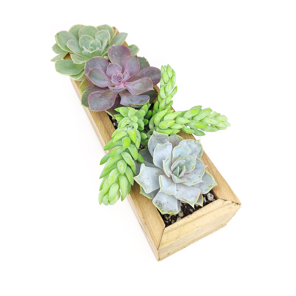 Succulent Gifts &amp; Arrangements For Sale, Succulent Centerpiece for Home Decor, Succulent Birthday Gift